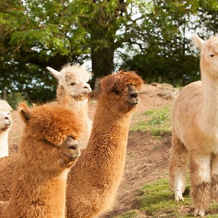 The Llama Hut Kirklevington Zewnętrze zdjęcie
