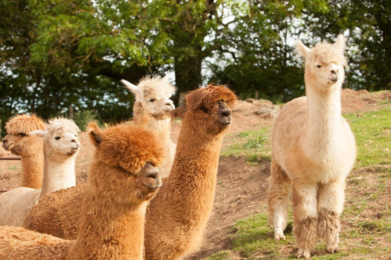 The Llama Hut Kirklevington Zewnętrze zdjęcie